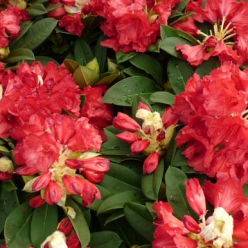 Rhododendron Red Jack - Hardy Hybrid | ScotPlants Direct